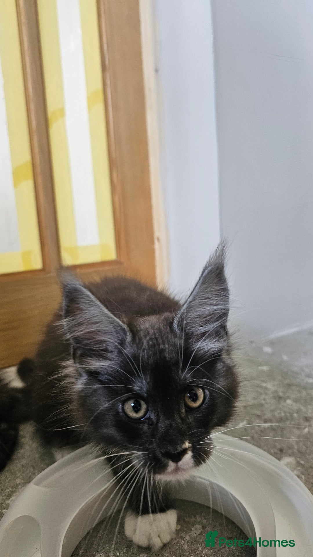 Maine Coon cats for sale: Tica registered maine coon kitten - Image 12
