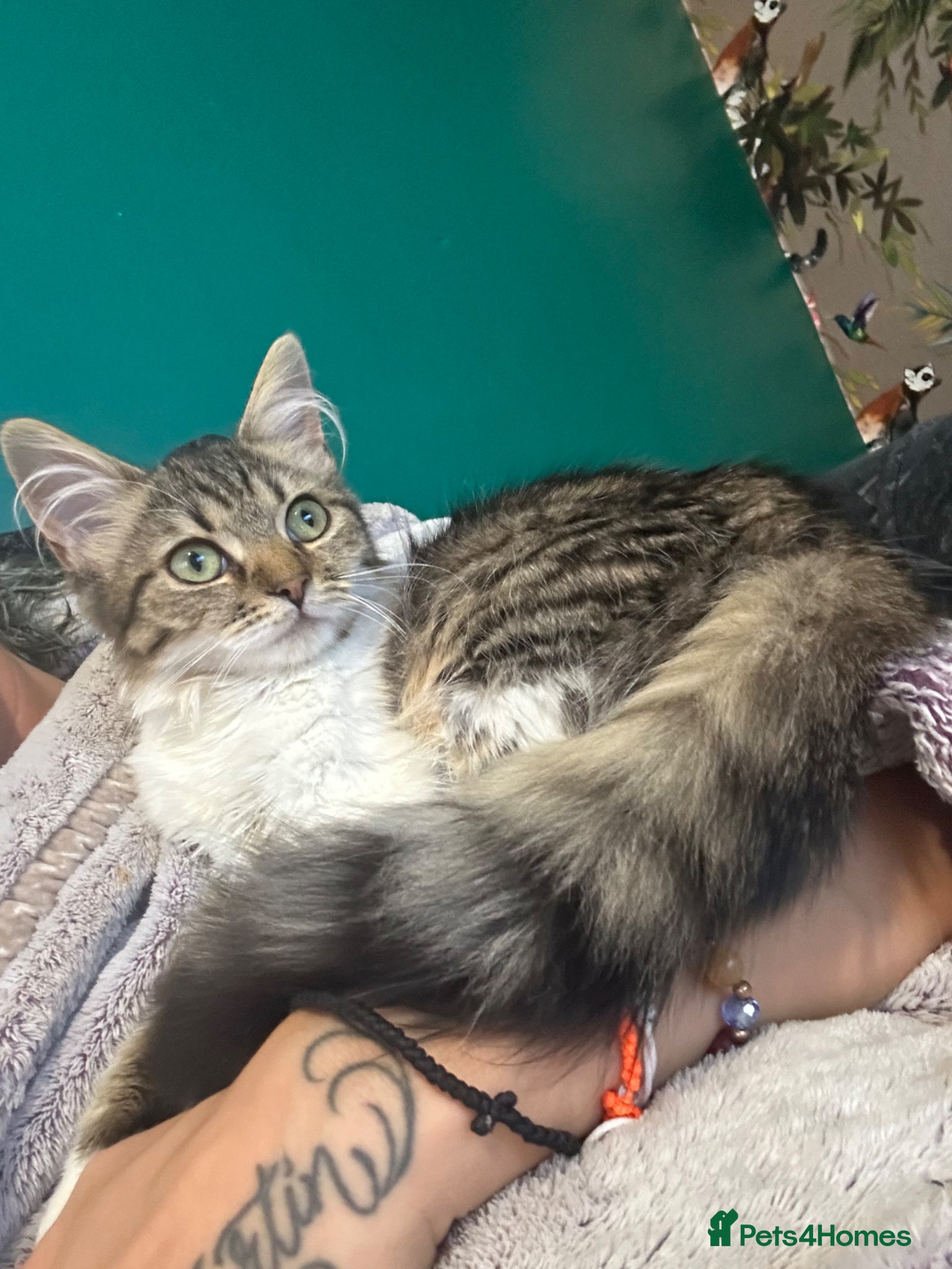 Mixed Breed cats Kitten’s for sale - Advert 1