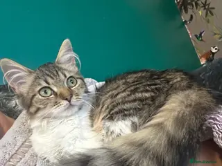 Mixed Breed cats Kitten’s for sale - Advert 6