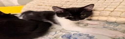 Domestic Shorthair cats for sale: Kittens for sale - Advert 34