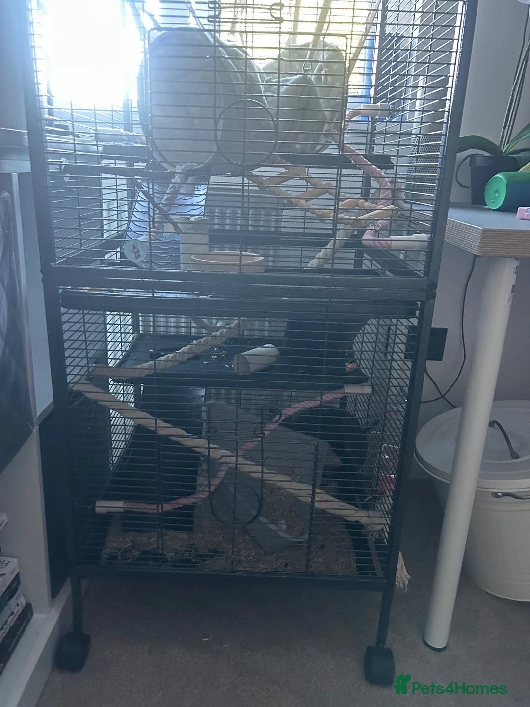 Rat rodents for sale: Two young male rats and cage for sale  - Advert 4