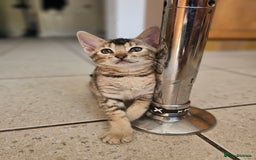 Mixed Breed cats for sale: Abyssinian x Snow Bengal  - Image 6