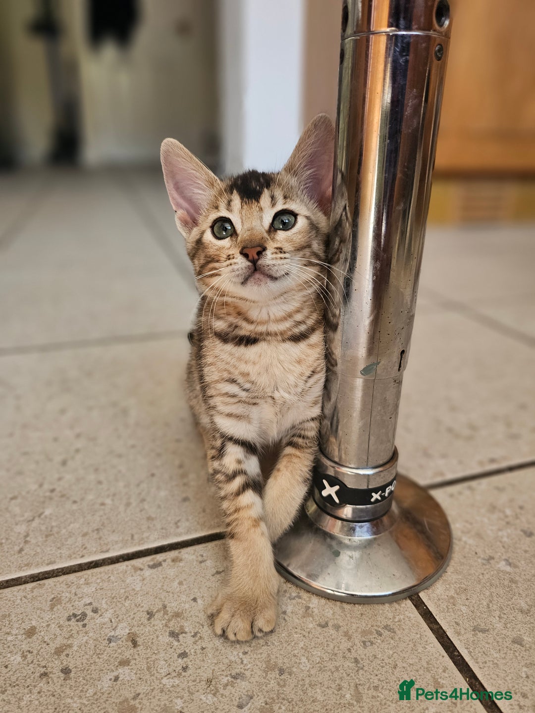 Mixed Breed cats for sale: Abyssinian x Snow Bengal  - Image 6