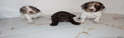 Cocker Spaniel dogs for sale: Working cocker spaniel puppies  - Advert 5