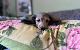 Miniature Dachshund dogs for sale: KCreg Mini Long Haired Dachshund LAST GIRL - Image 24