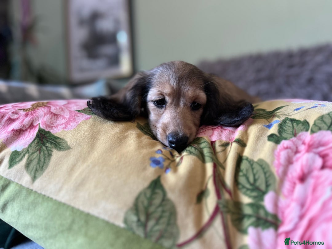 Miniature Dachshund dogs for sale: KCreg Mini Long Haired Dachshund LAST GIRL - Image 24