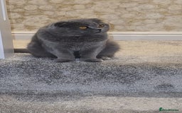 Scottish Fold cats for sale: Ell profile  - Advert 3