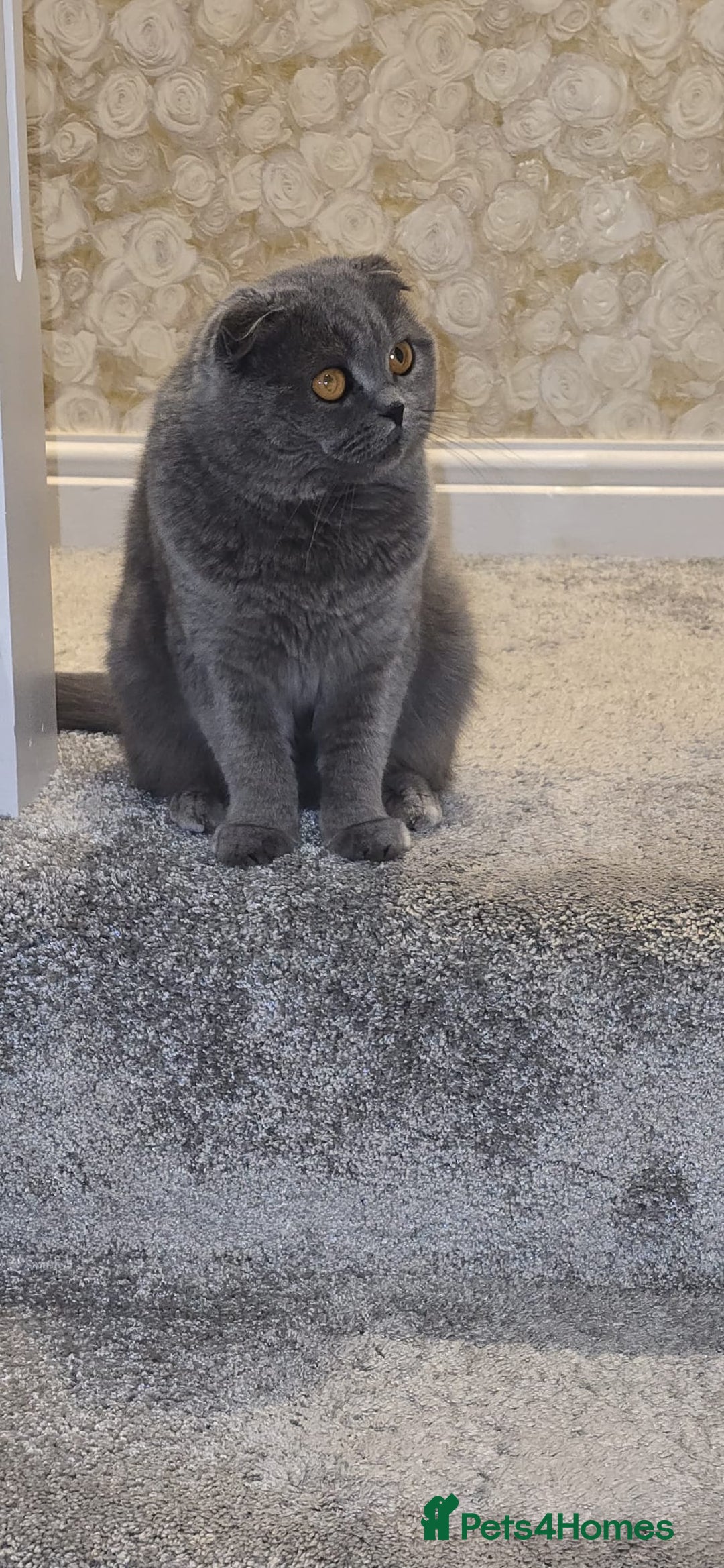 Scottish Fold cats for sale: Ell profile  - Advert 3