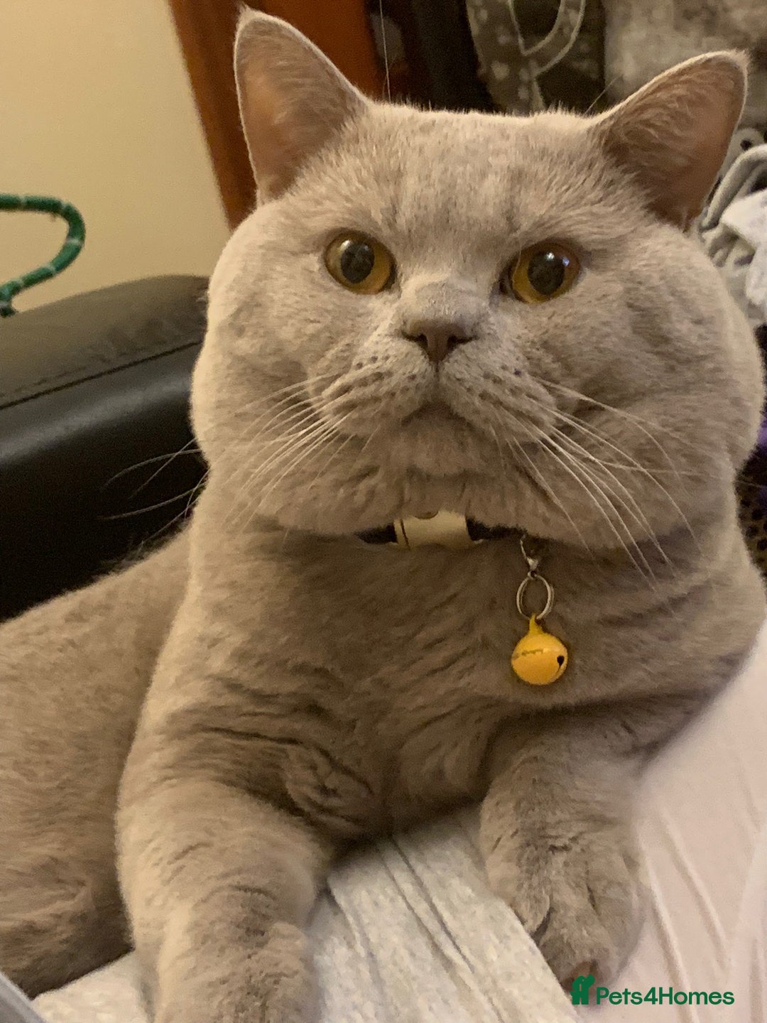 British Shorthair cats for stud: Lilac British Shorthair Stud service only in Huddersfield - Image 11