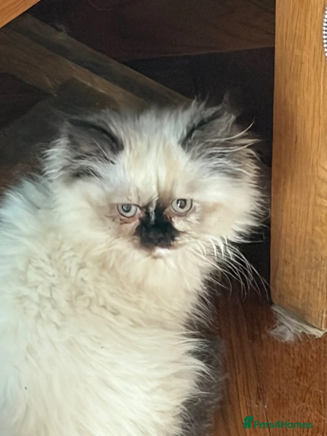 Persian cats for sale: Stunning Colourpoint persian Kittens - Advert 1