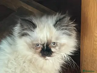 Persian cats Stunning Colourpoint persian Kittens - Advert 1