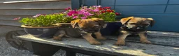 Border Terrier dogs for sale: Border Terrier Puppies  - Advert 2
