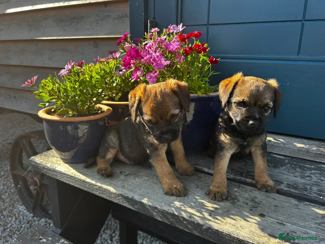 Border Terrier dogs for sale: Border Terrier Puppies  - Advert 2