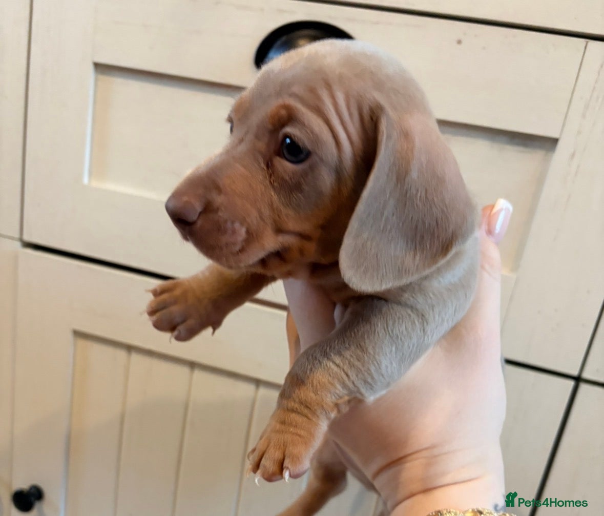 Miniature Dachshund dogs KC registered PRA CLEAR X2 minature Dachshunds  - Advert 2