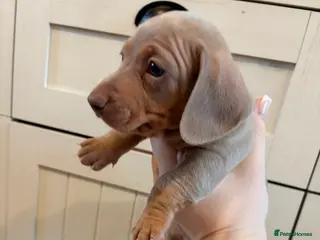 Miniature Dachshund dogs KC registered PRA CLEAR X2 minature Dachshunds - Advert 2