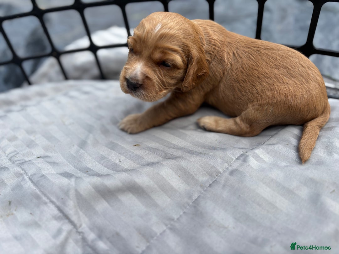 Cocker Spaniel dogs for sale: Cocker spaniel puppies - Image 6