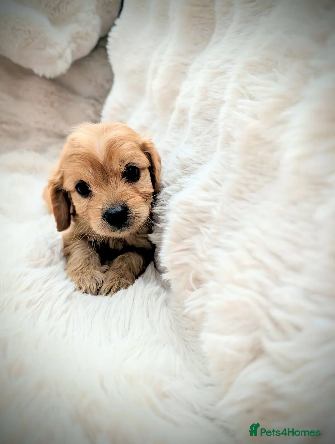 Cavapoo dogs for sale: Adorable F1 Cavapoos puppies  - Advert 2