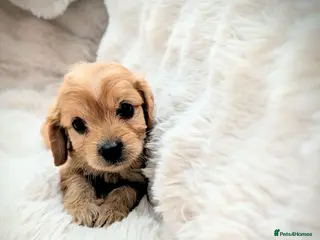 Cavapoo dogs Adorable F1 Cavapoos puppies - Advert 11