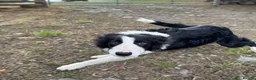 Border Collie dogs for sale: Border Collie Pup - Scott - Advert 6
