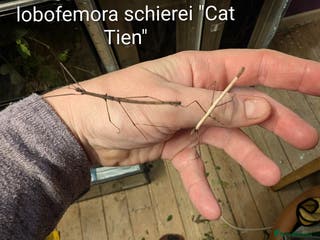 Stick Insects invertebrates Stick and leaf insect nymphs available! - Advert 12