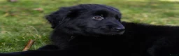 German Shepherd dogs for stud: PROVEN..Beautiful German shepherd for STUD - Advert 6