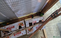 Finches birds for sale: Benghal and Helans finches for sale in E12 - Advert 5