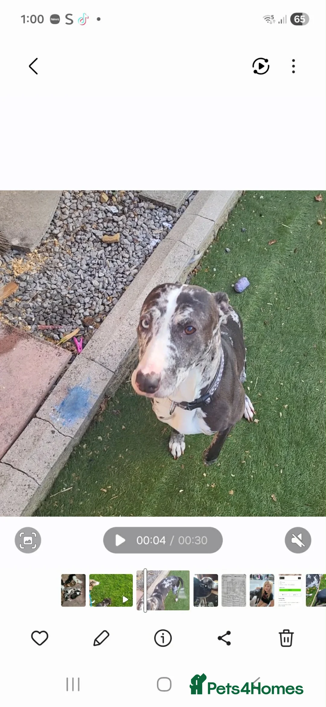 Mixed Breed dogs for sale: Collie bull greyhound  in Darlington - Advert 20