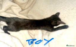 Bengal cats for sale: Beautiful bengals  - Advert 2