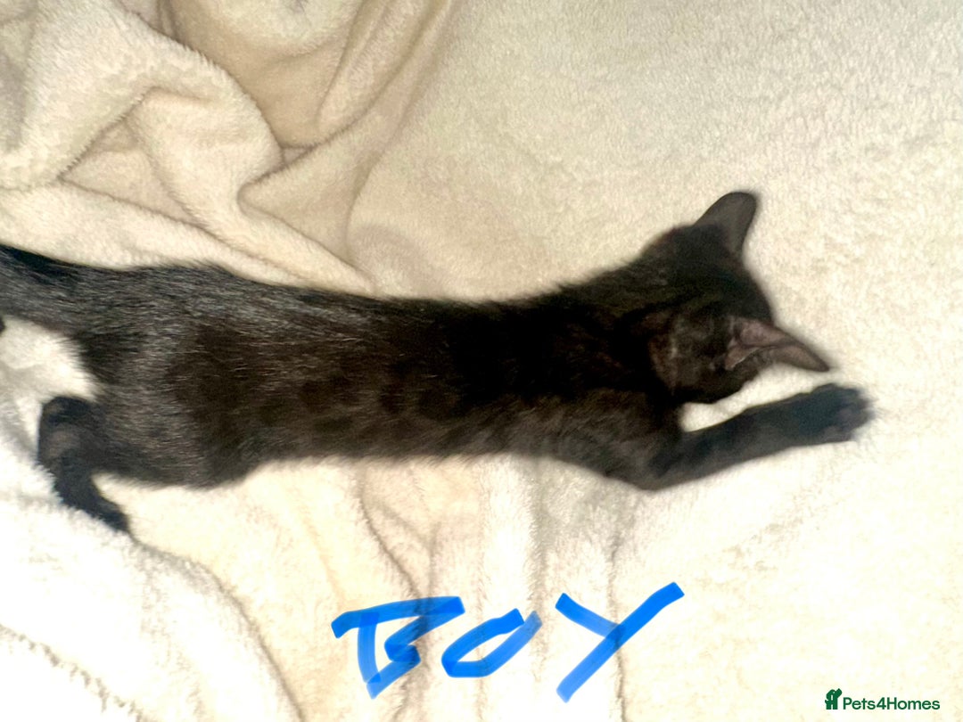 Bengal cats for sale: Beautiful bengals  - Advert 2