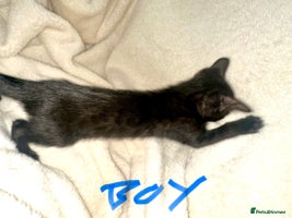 Bengal cats Beautiful bengals - Advert 2