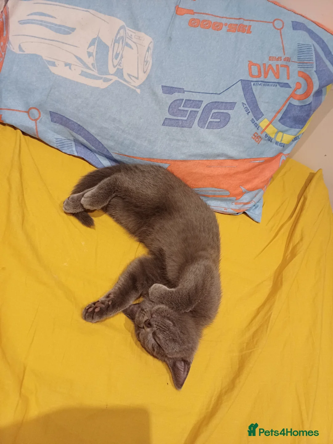 Russian Blue cats for sale: Russain blue  - Advert 2
