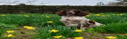 English Springer Spaniel dogs for sale: Last 2 english springer spaniel girls READY NOW - Advert 14