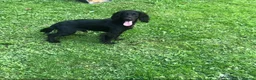 Cocker Spaniel dogs for stud: ⭐️⭐️Health Tested Black Cocker Stud⭐️⭐️ in Malmesbury - Advert 2