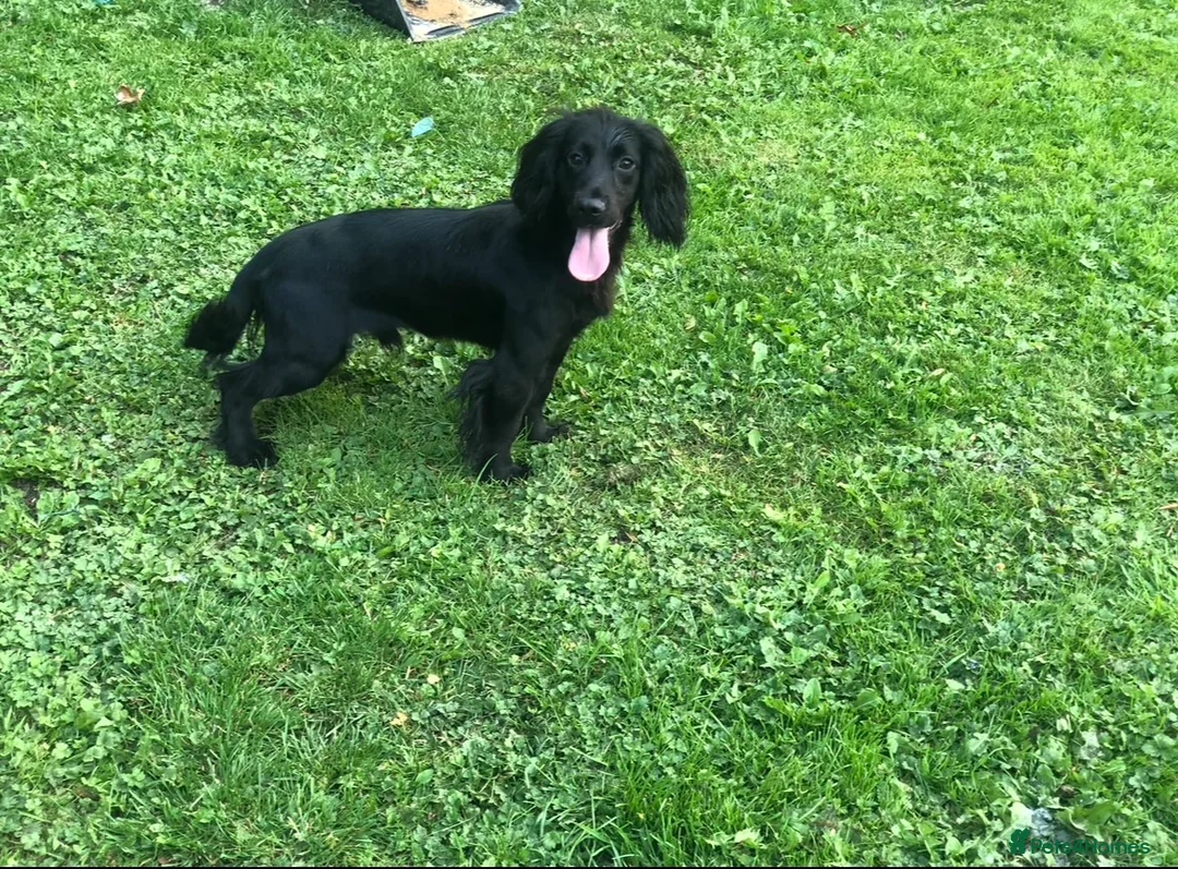 Cocker Spaniel dogs for stud: ⭐️⭐️Health Tested Black Cocker Stud⭐️⭐️ in Malmesbury - Advert 2