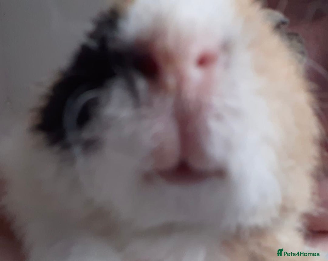Guinea Pig rodents for sale: Pair of bonded males - Image 4