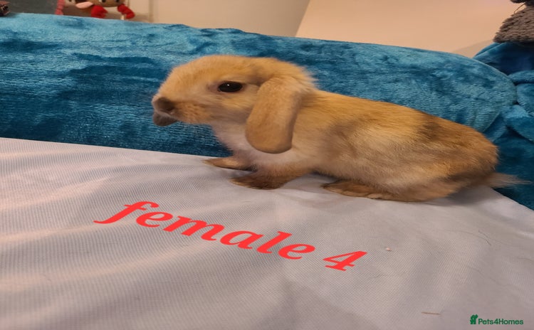 Mini Lion Lop rabbits Baby rabbits ready now  - Advert 3