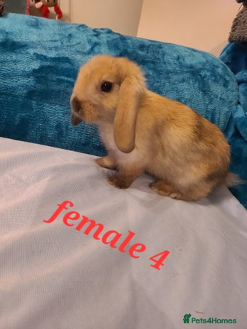 Mini Lion Lop rabbits Baby rabbits ready now - Advert 3