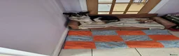 Mixed Breed dogs for adoption: Astor, currently residing in East Sussex in Hailsham - Advert 6