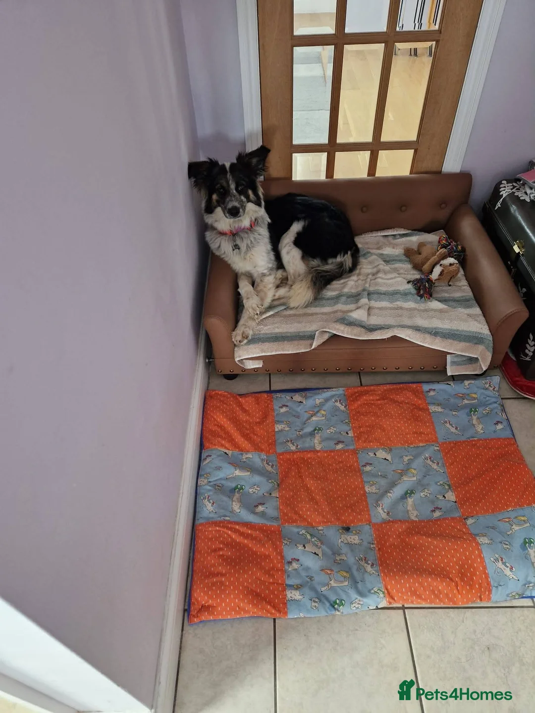 Mixed Breed dogs for adoption: Astor, currently residing in East Sussex in Hailsham - Advert 6