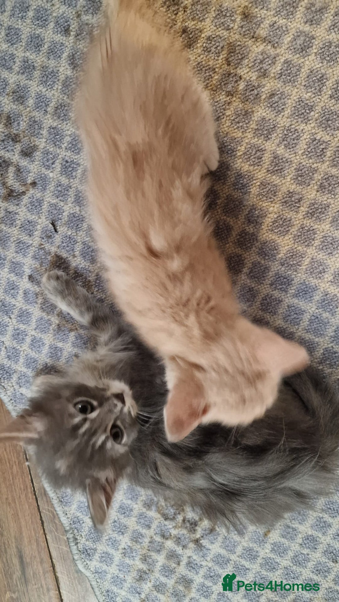 Mixed Breed cats for sale: Kittens for sale - Advert 6