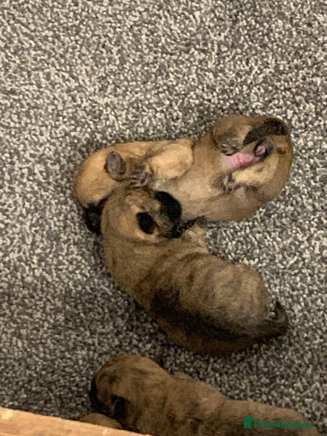 Cairn Terrier dogs for sale: Quality KC Reg Cairn Terrier puppies - Image 4