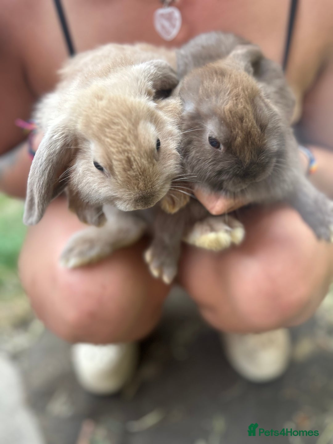 Mini Lop rabbits for sale: Beautiful mini lop bucks and does available  - Image 11