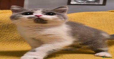British Shorthair cats - Advert 16