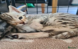 Bengal cats for sale: Full pedigree bengal kittens - Image 14