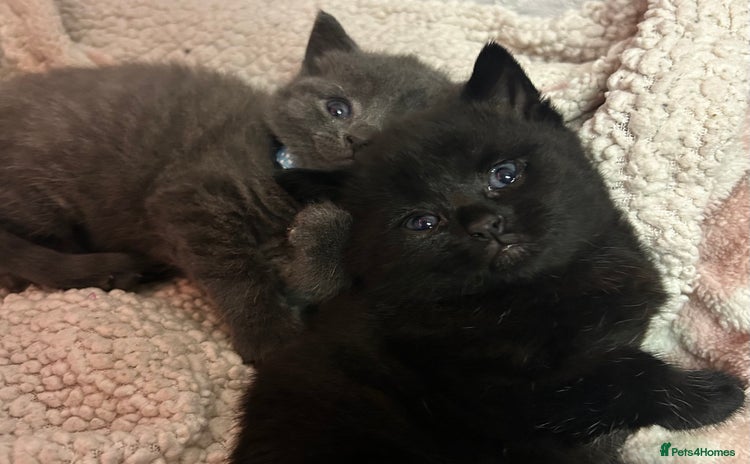 Russian Blue cats - Advert 2