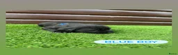 Cockerdor dogs for sale: 6 beautiful cockerdor puppies - Advert 5