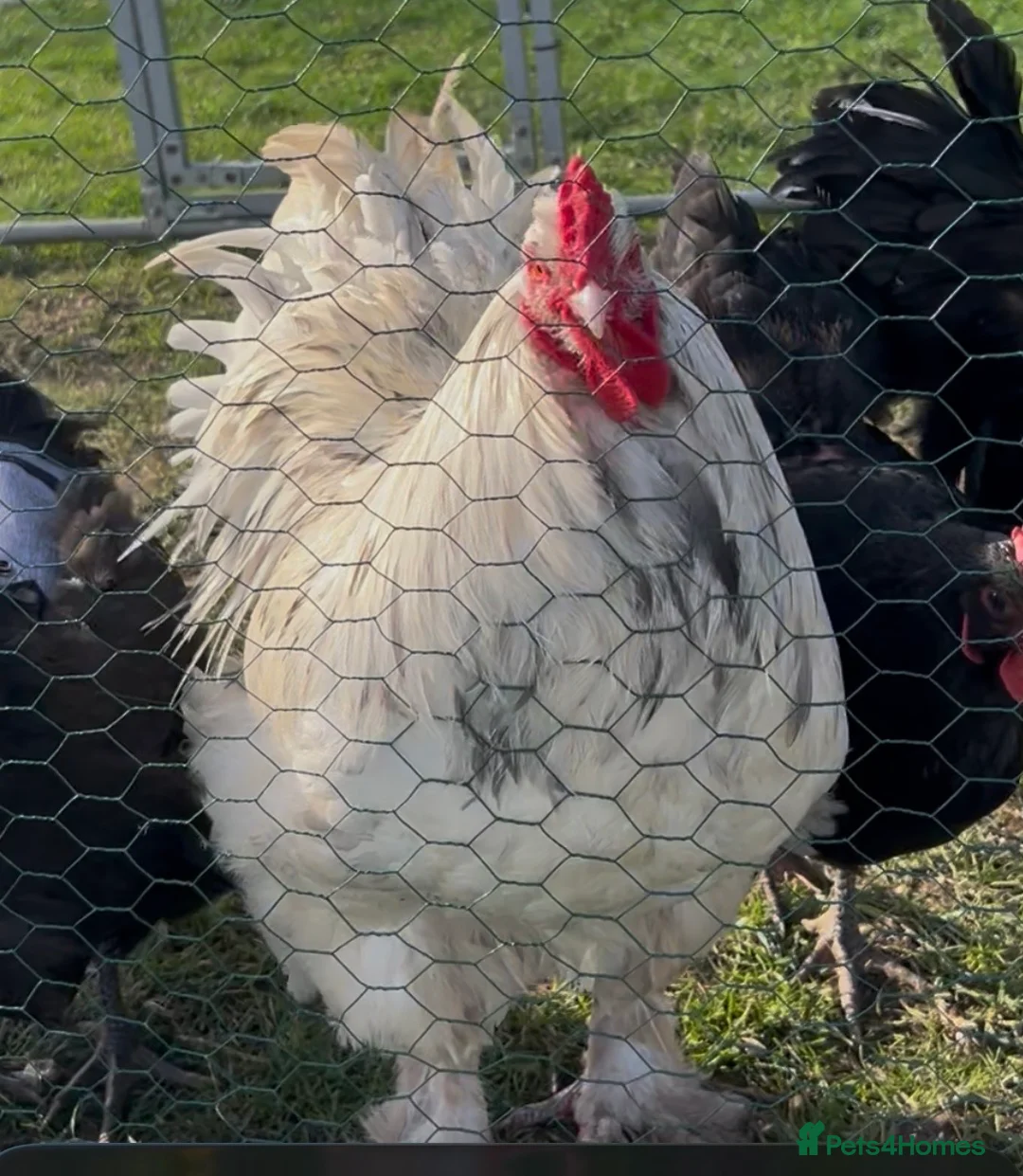 Chickens poultry for sale: Splash Brahma - Advert 2