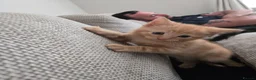Mixed Breed cats for sale: *READY NOW* ONE LEFT - Advert 5
