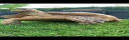 Tortoise reptiles for sale: Home For Unwanted Tortoises - Advert 6
