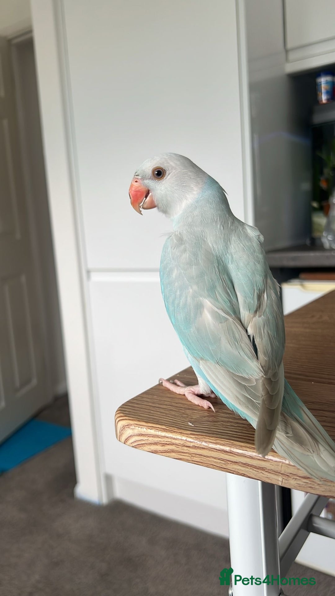 Parakeets birds for sale: Indian clear tail parakeet - Image 2
